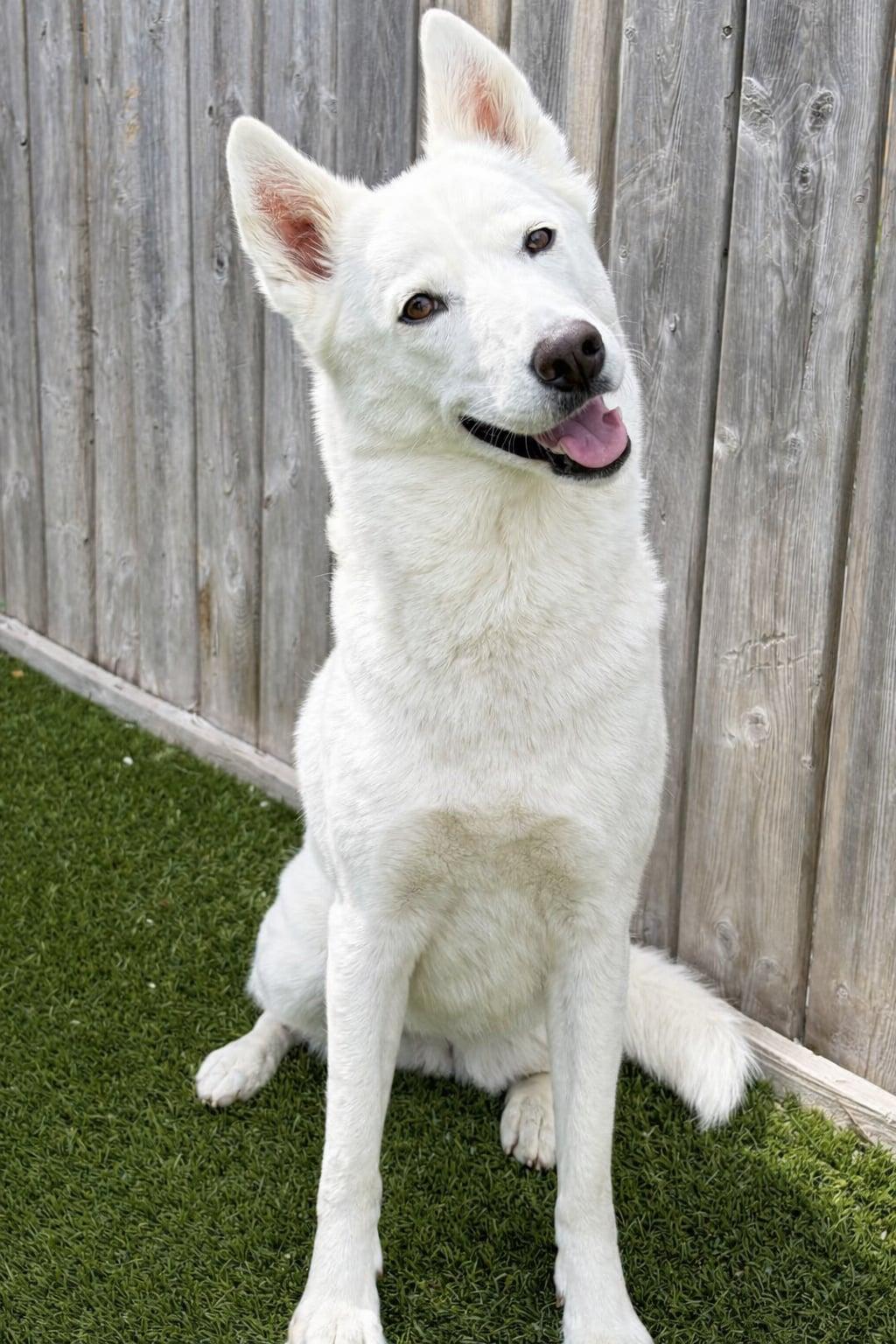 Millie, ADOPTABLE, Adult Female Husky.