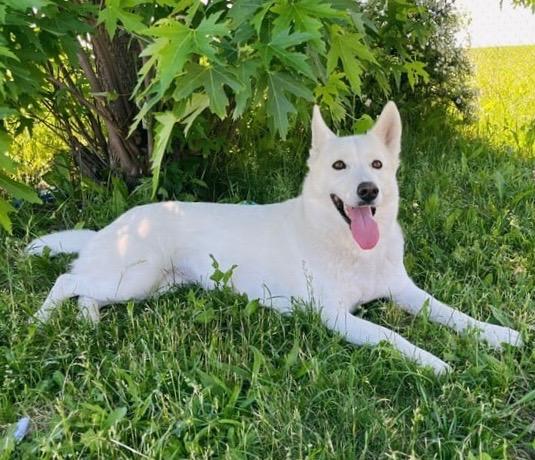Millie, a ADOPTABLE mixed breed in Bowmanville, ON image 2/2