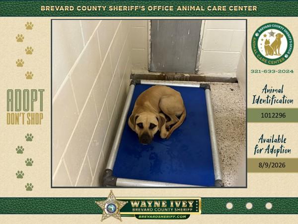 Enlarge Eldin, a Adoptable mixed breed in Melbourne, FL image 1/1