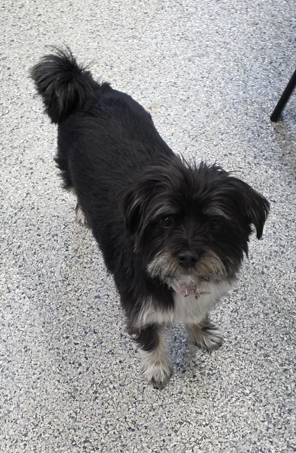 Polly, adopted, Young Female Poodle.