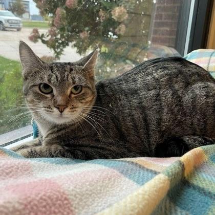 Enlarge Attica, a Adoptable Domestic Short Hair in Rochester, MN image 1/1