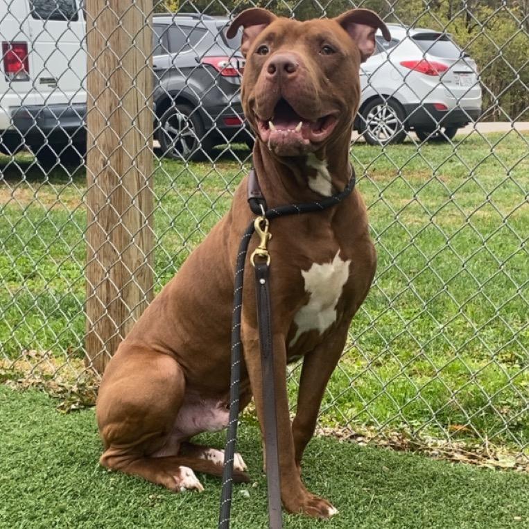 Turkey Tom, Adoptable, Adult Male Mixed Breed.