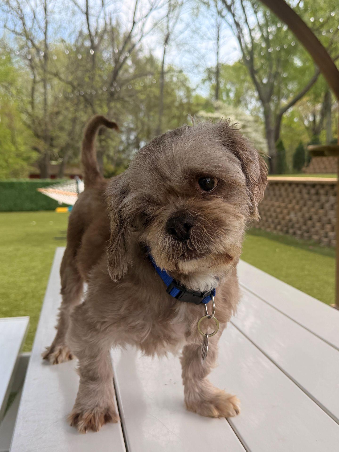 Little Brewster, adopted, Adult Male Shih Tzu.