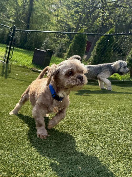 Enlarge Little Brewster, an adopted Shih Tzu in POTOMAC, MD image 3/3