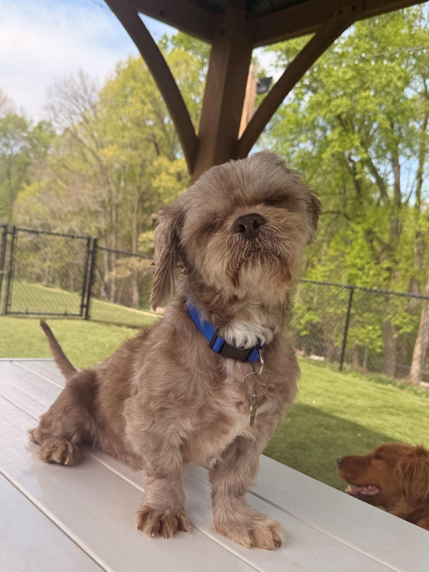 Enlarge Little Brewster, an adopted Shih Tzu in POTOMAC, MD image 2/3