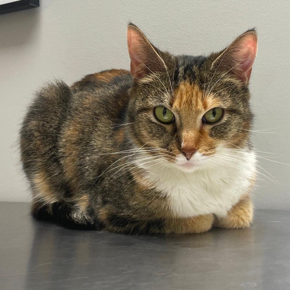 Cheeto, Adoptable, Adult Female Domestic Short Hair.