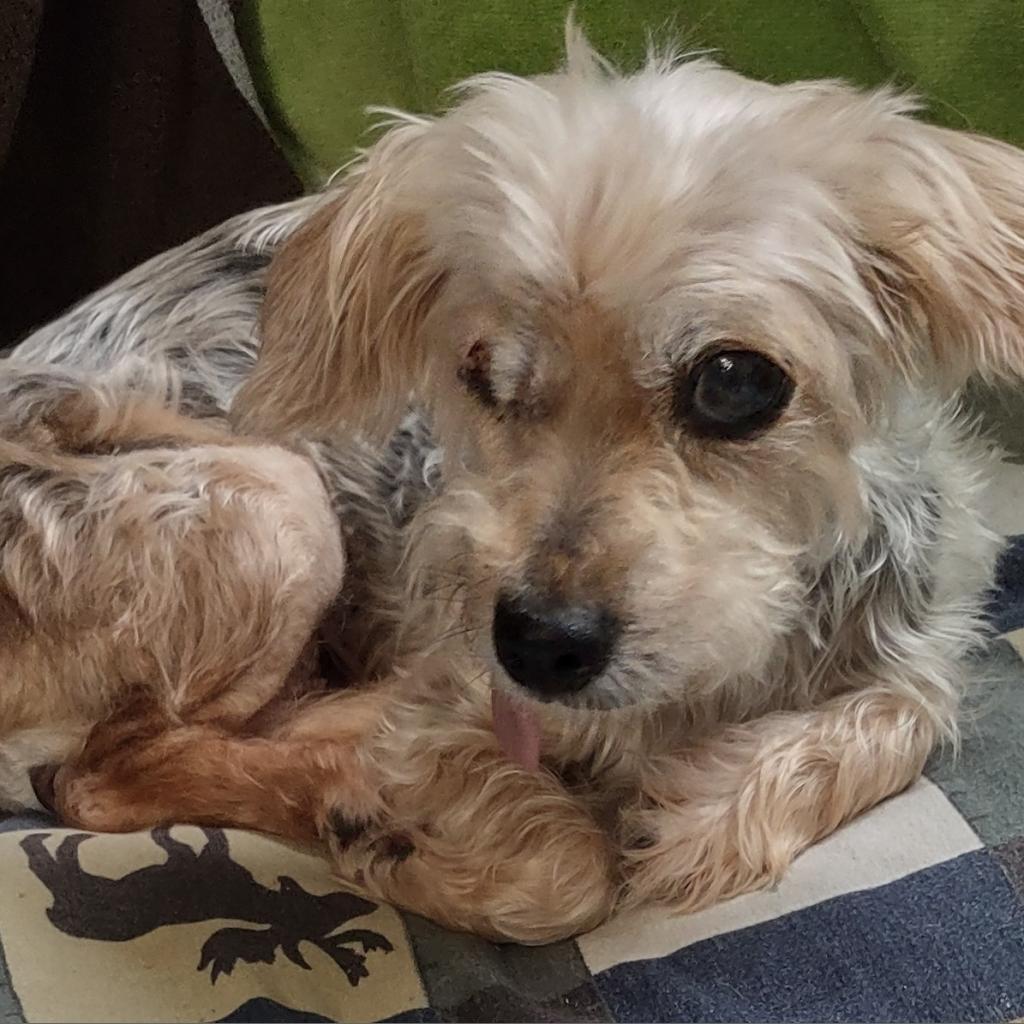 Adrienne, Adoptable, Senior Female Yorkshire Terrier.