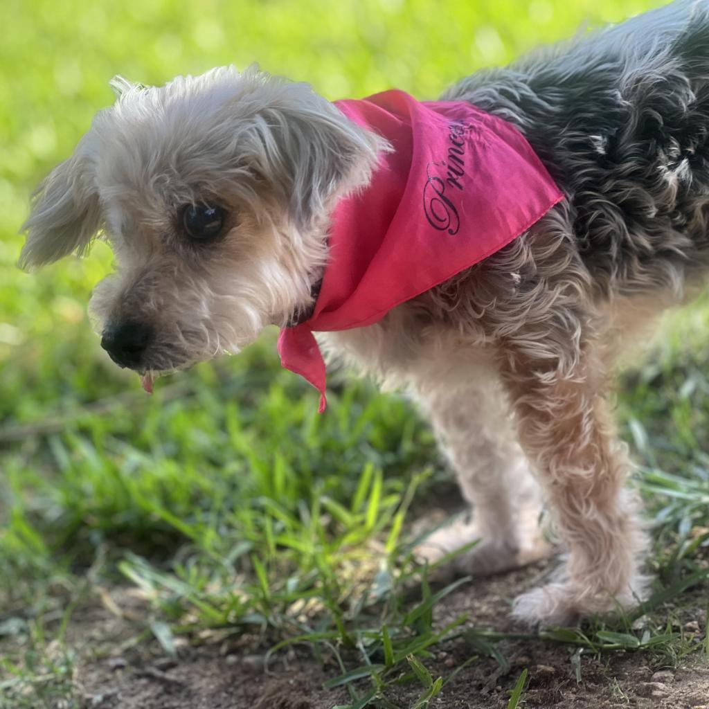 Adrienne, Adoptable, Senior Female Yorkshire Terrier.