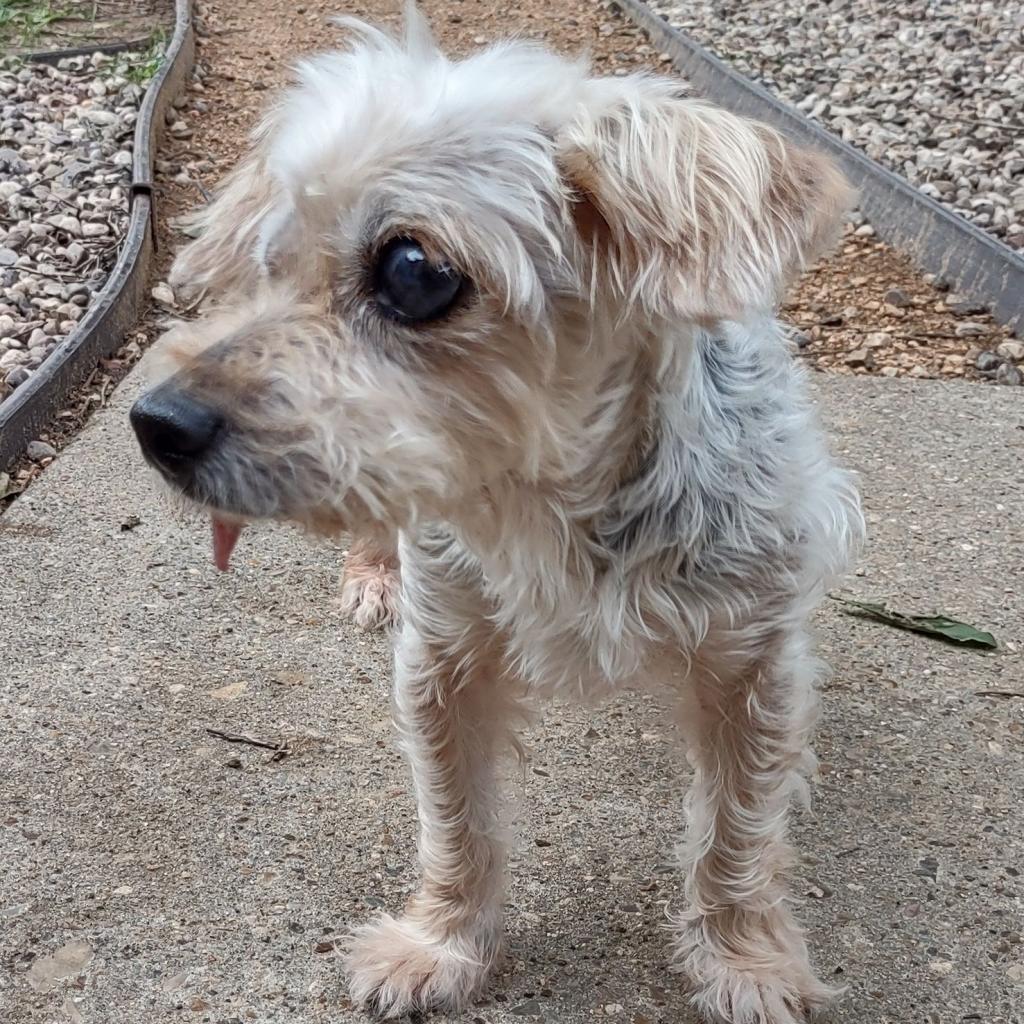 Enlarge Adrienne, a Adoptable Yorkshire Terrier in Houston, TX image 2/6