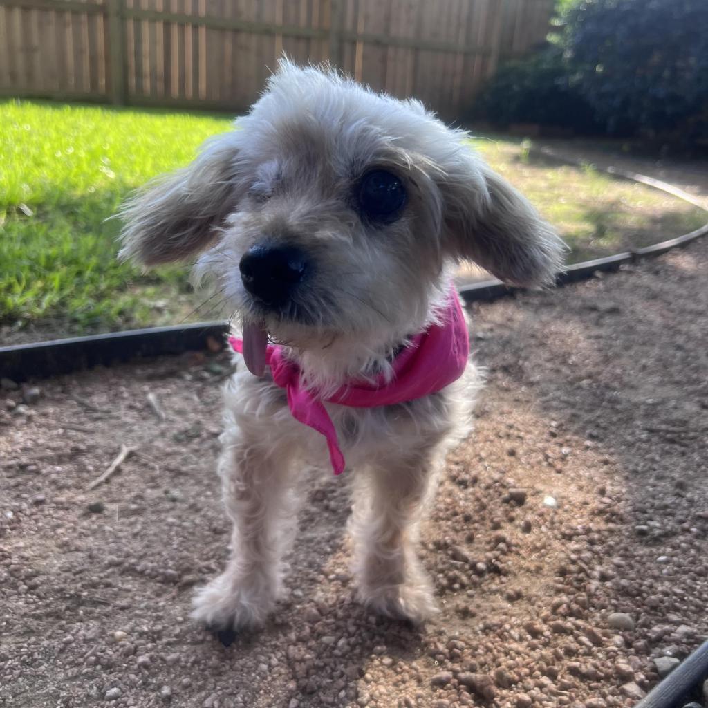 Enlarge Adrienne, a Adoptable Yorkshire Terrier in Houston, TX image 4/6