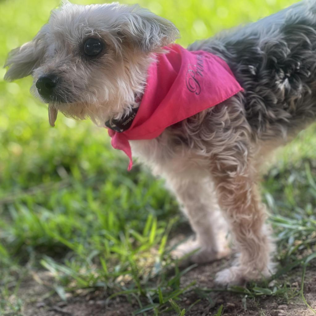 Enlarge Adrienne, a Adoptable Yorkshire Terrier in Houston, TX image 5/6