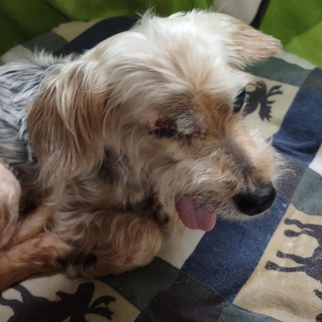 Enlarge Adrienne, a Adoptable Yorkshire Terrier in Houston, TX image 6/6