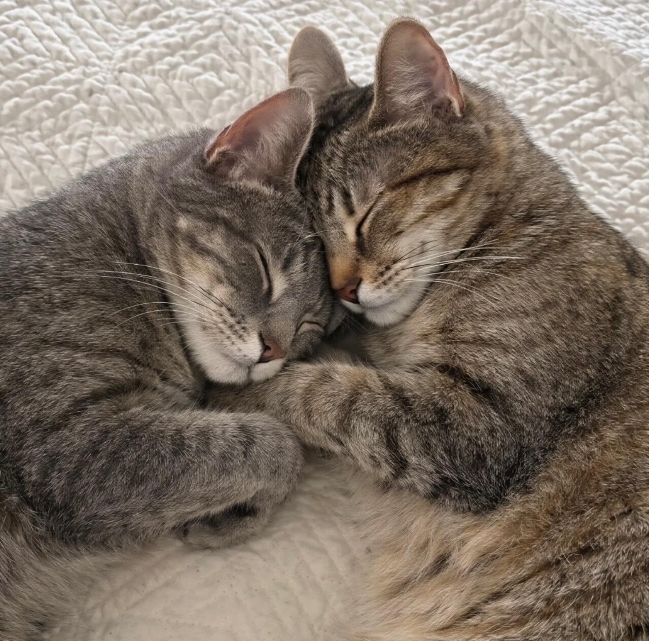 Enlarge Honey Love & Esme, an adopted Domestic Short Hair in Springfield , MA image 2/6