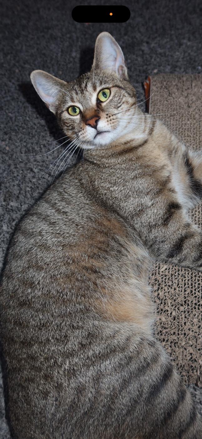 Enlarge Honey Love & Esme, an adopted Domestic Short Hair in Springfield , MA image 3/6