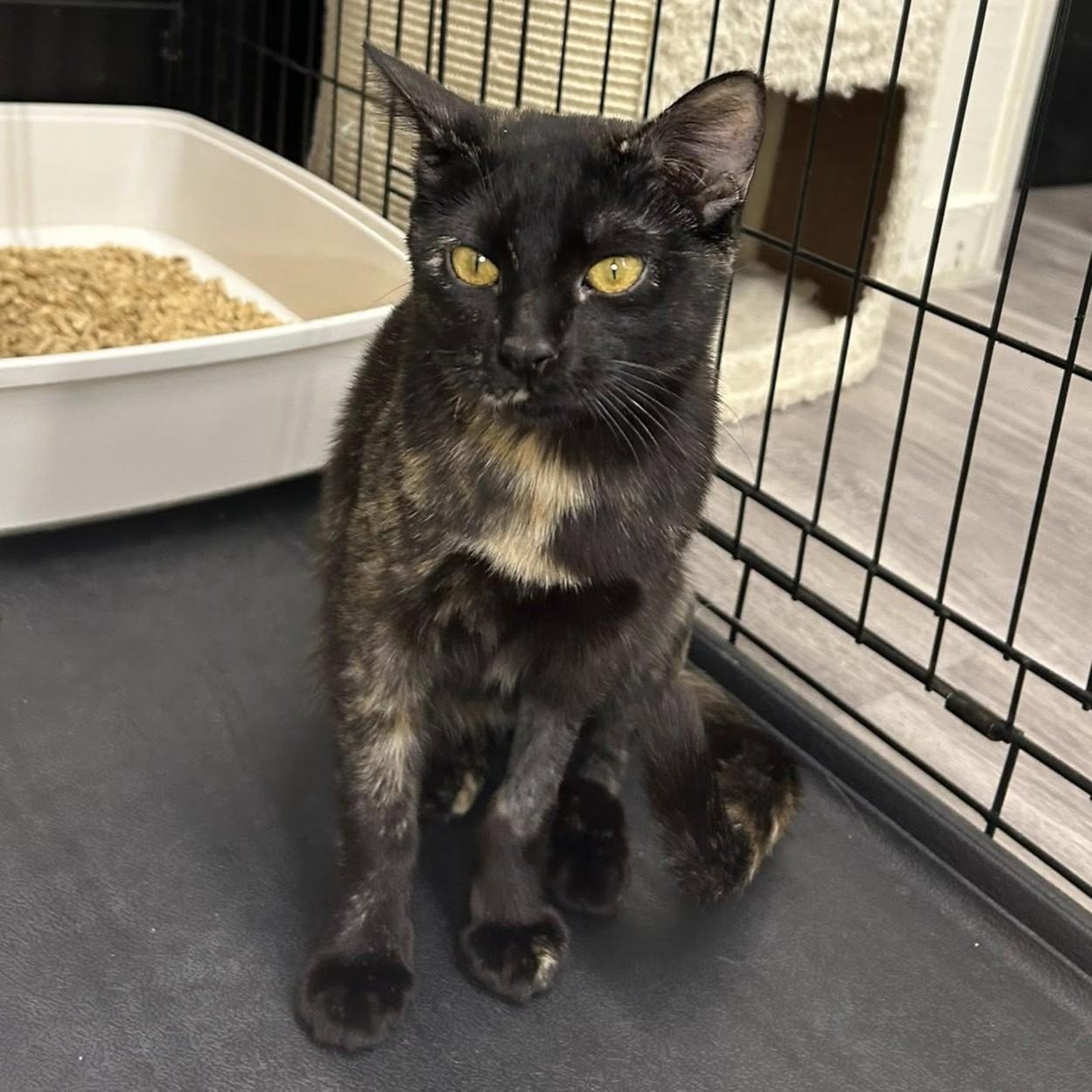 Enlarge Zumi, an adoptable Domestic Short Hair in Santa Monica, CA image 6/9