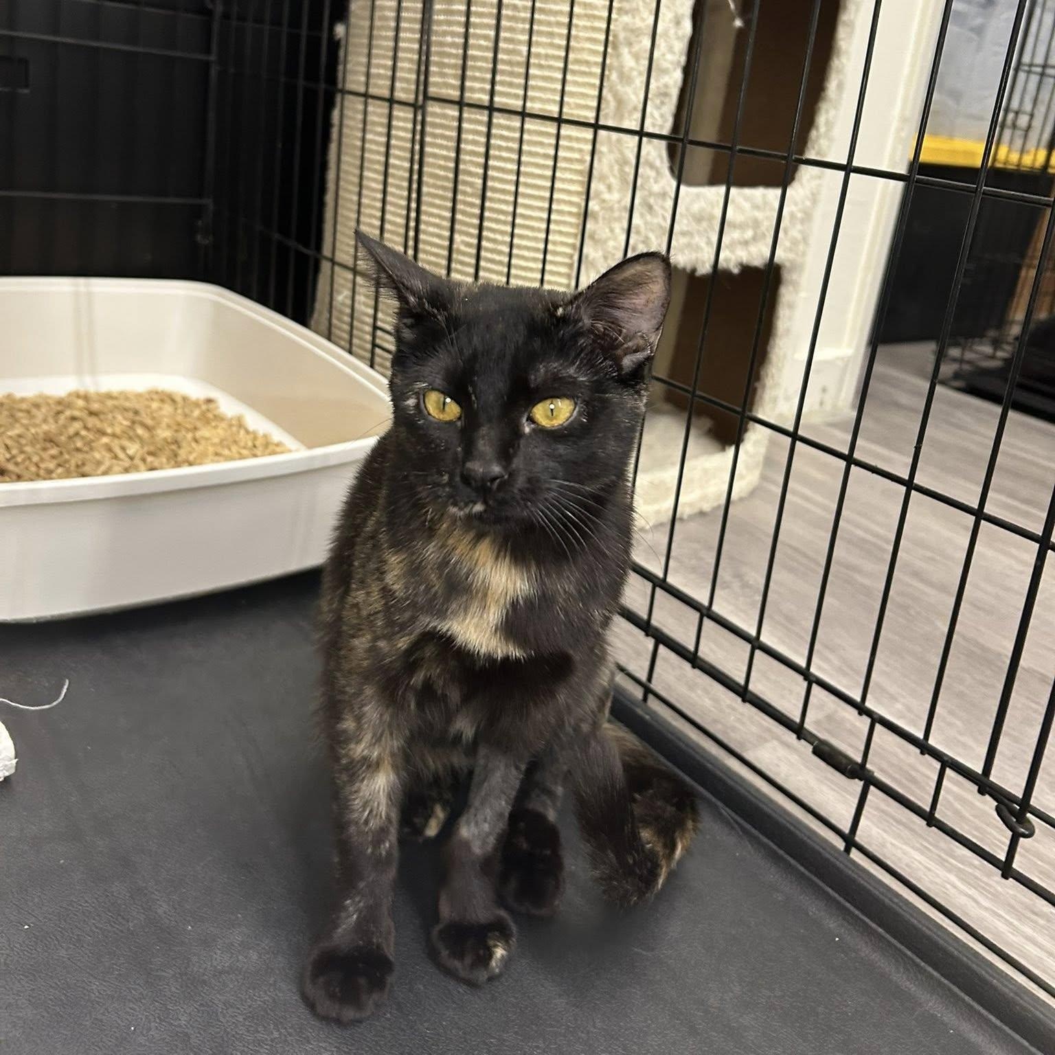 Enlarge Zumi, an adoptable Domestic Short Hair in Santa Monica, CA image 2/9