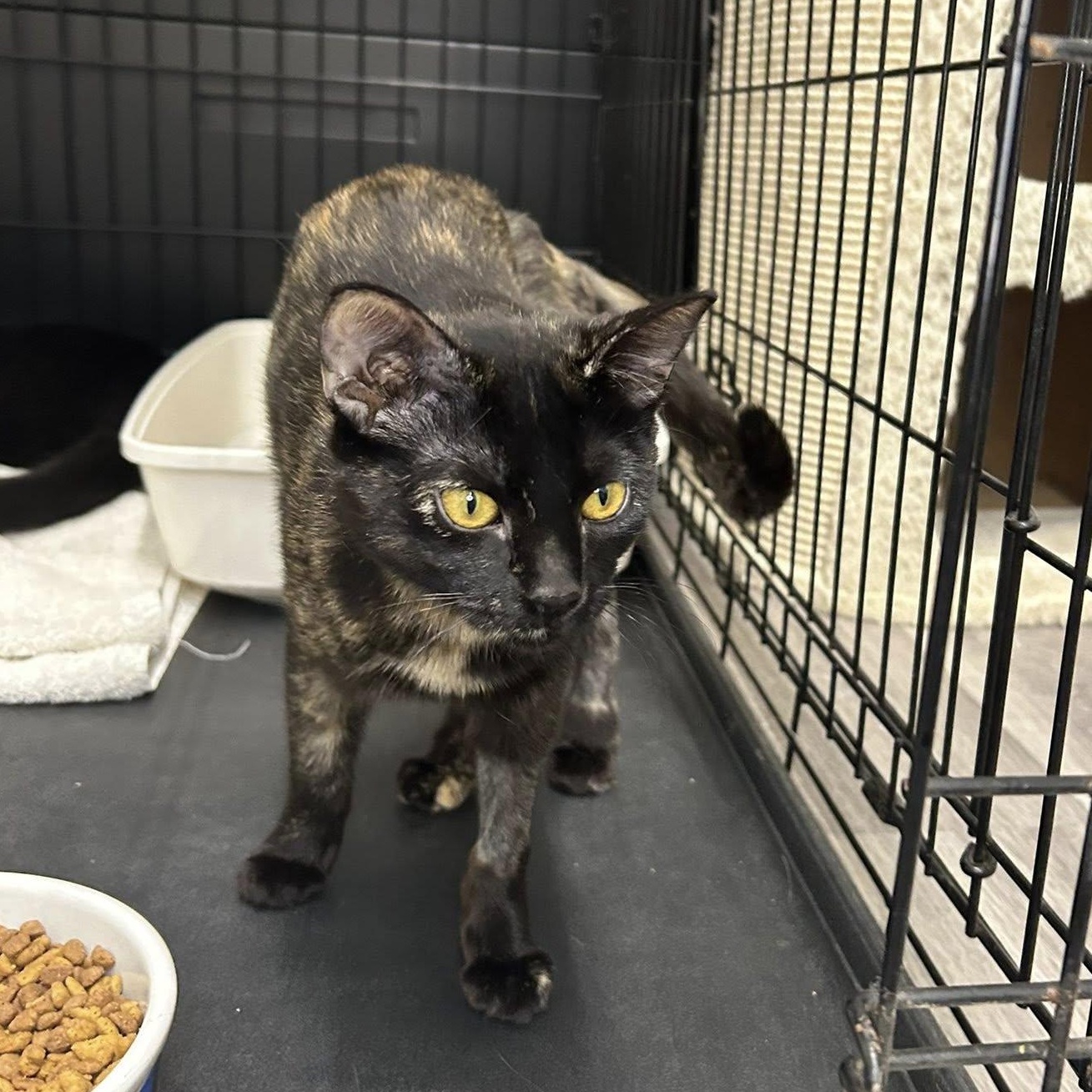 Enlarge Zumi, an adoptable Domestic Short Hair in Santa Monica, CA image 3/9