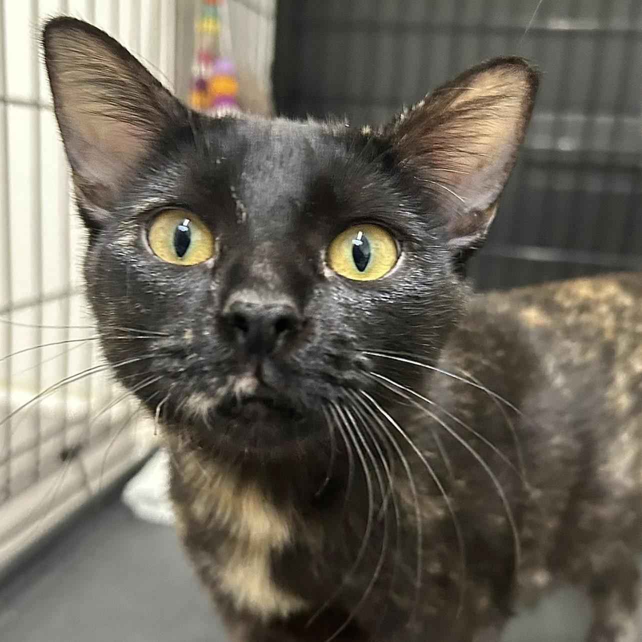 Enlarge Zumi, an adoptable Domestic Short Hair in Santa Monica, CA image 5/9