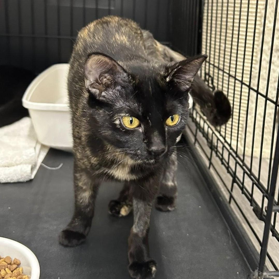 Enlarge Zumi, an adoptable Domestic Short Hair in Santa Monica, CA image 9/9