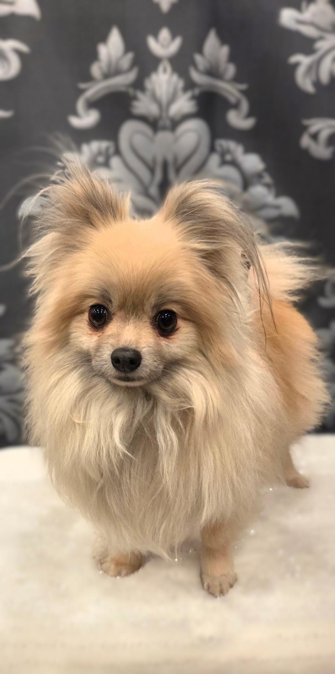 Enlarge Robbie, a ADOPTABLE Pomeranian in Bridgeton, MO image 1/4