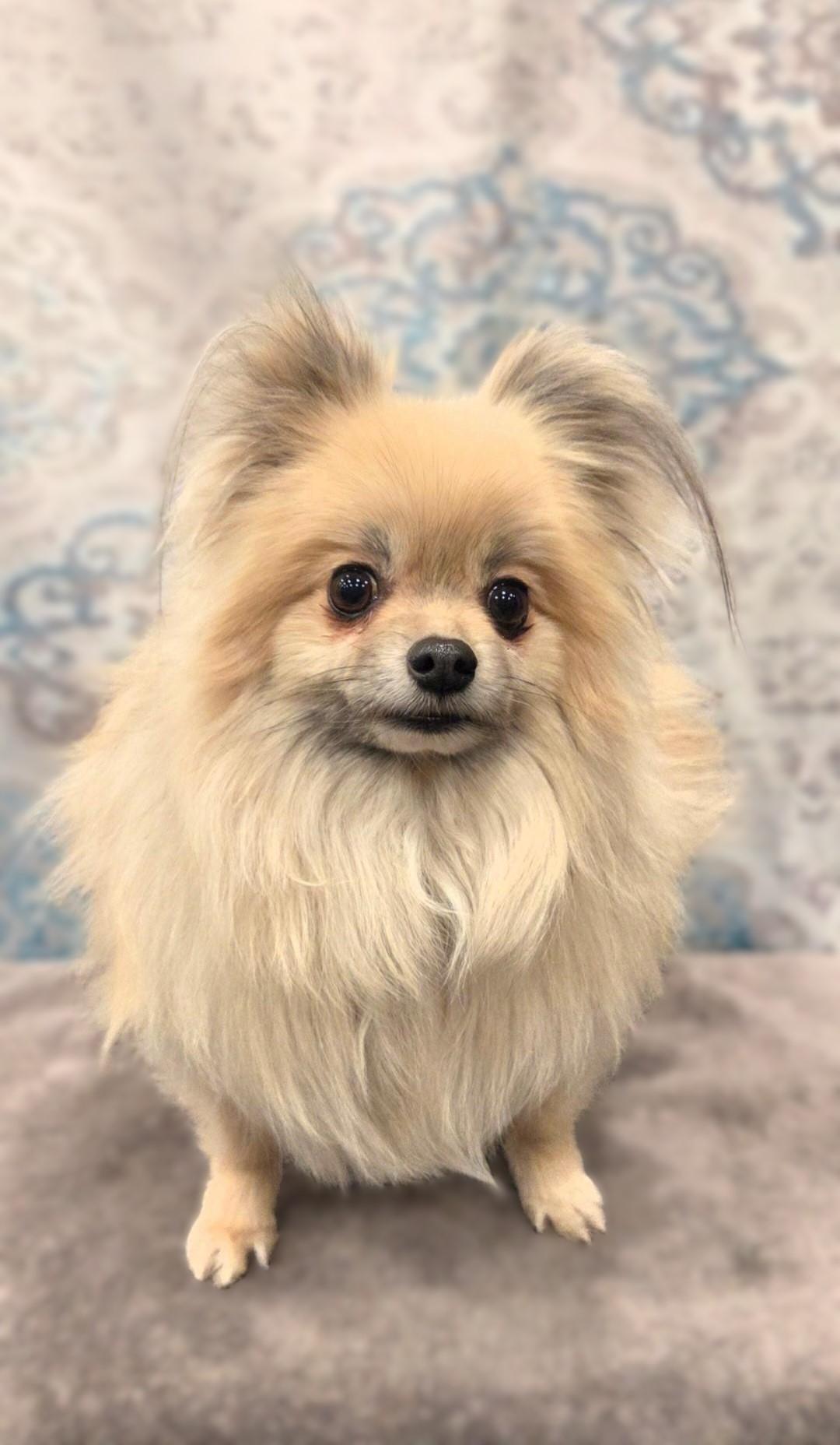 Enlarge Robbie, a ADOPTABLE Pomeranian in Bridgeton, MO image 3/4
