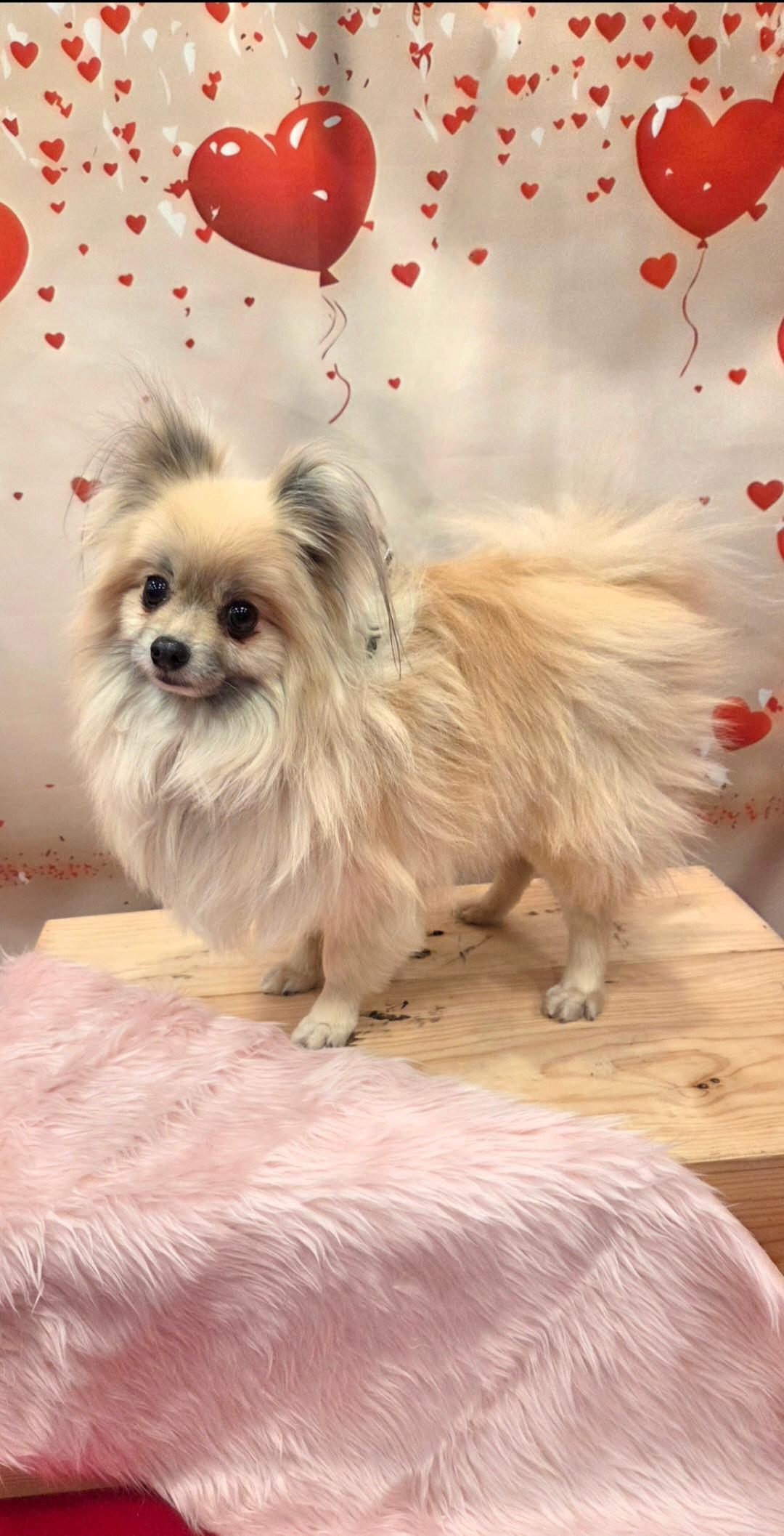 Enlarge Robbie, a ADOPTABLE Pomeranian in Bridgeton, MO image 4/4