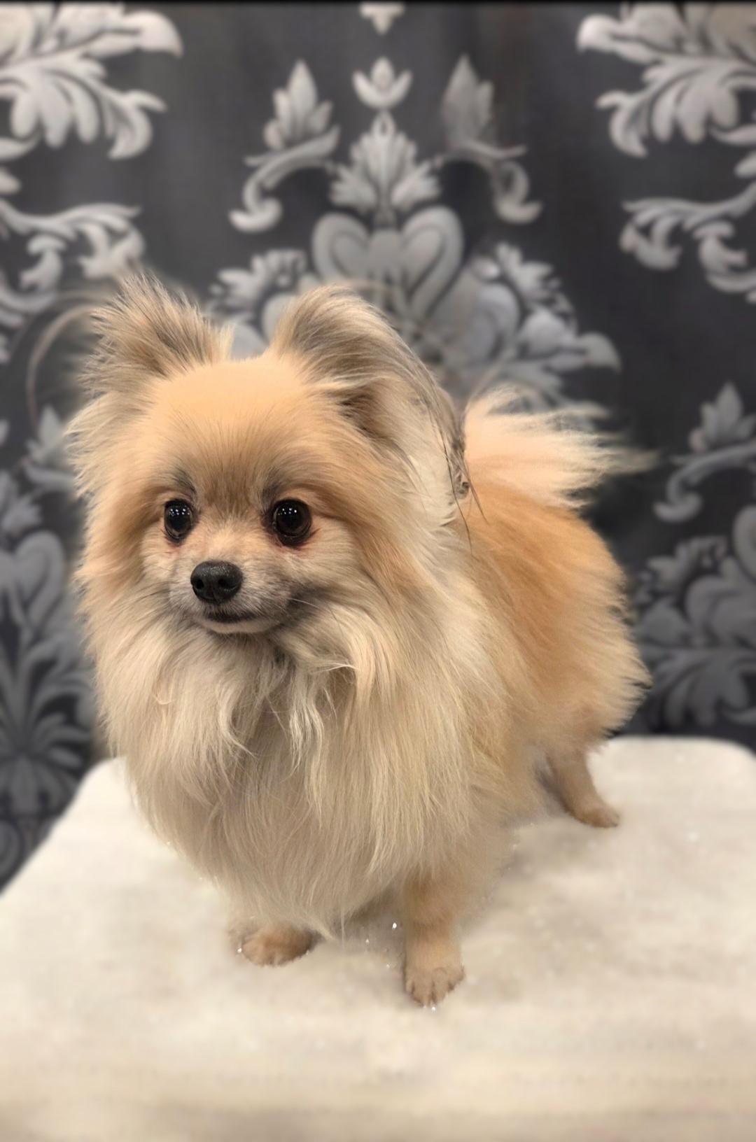 Enlarge Robbie, a ADOPTABLE Pomeranian in Bridgeton, MO image 2/4