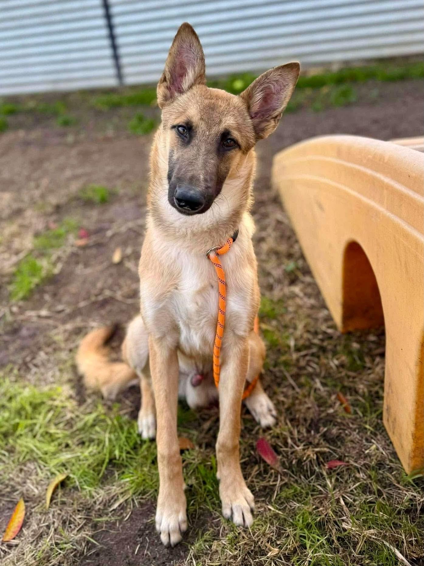 Enlarge Bravo, a Adoptable mixed breed in Kuna, ID image 2/2