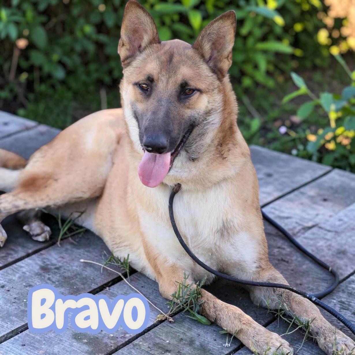 Bravo, Adoptable, Young Male German Shepherd Dog & Belgian Shepherd / Malinois.