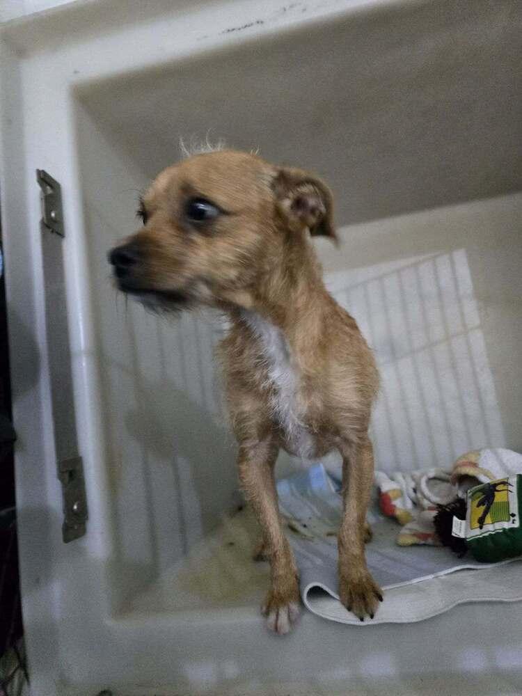 Dan, Adoptable, Young Male Terrier.