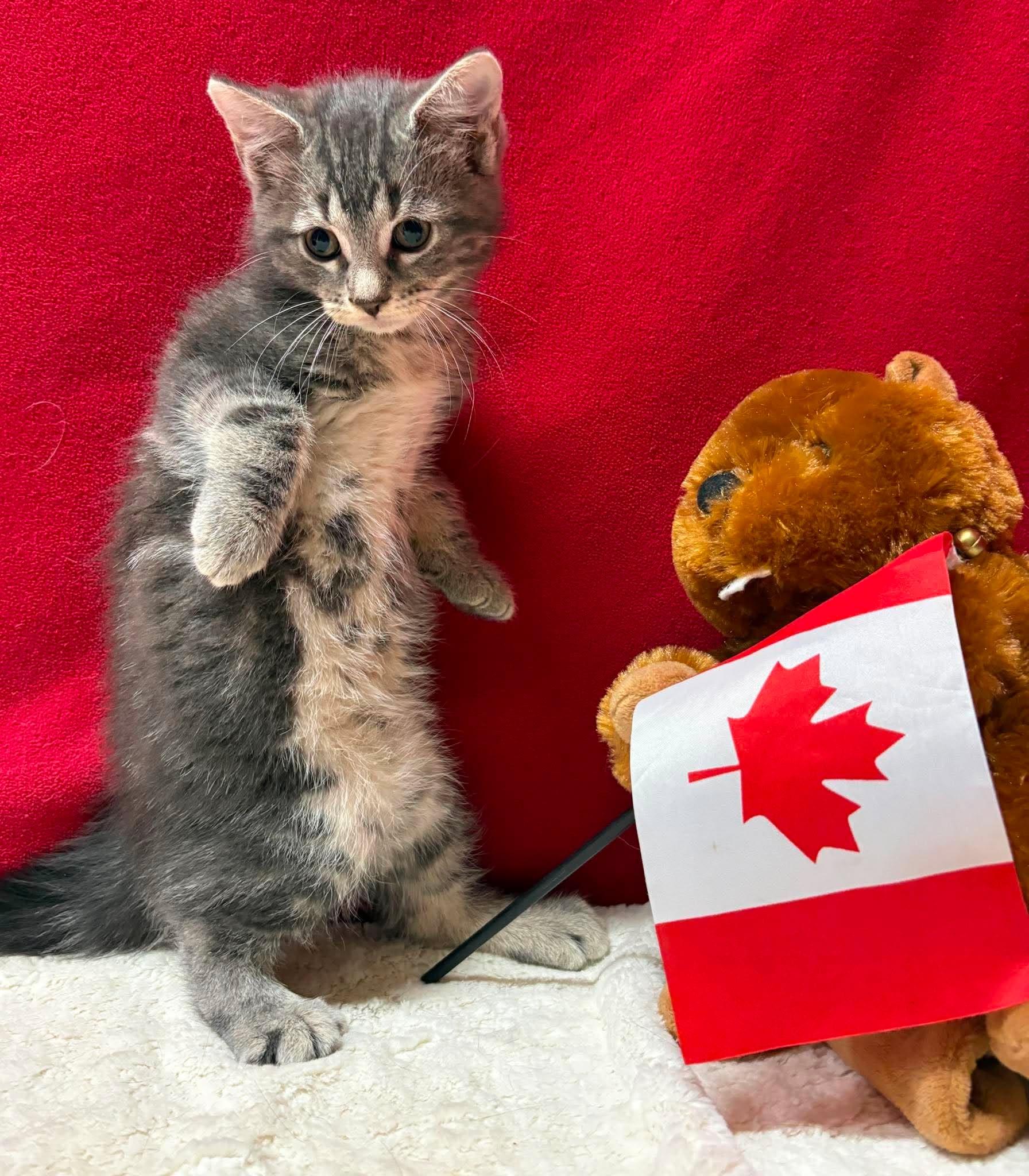 Enlarge CRAIG, an adopted Domestic Short Hair in Tillsonburg, ON image 3/3