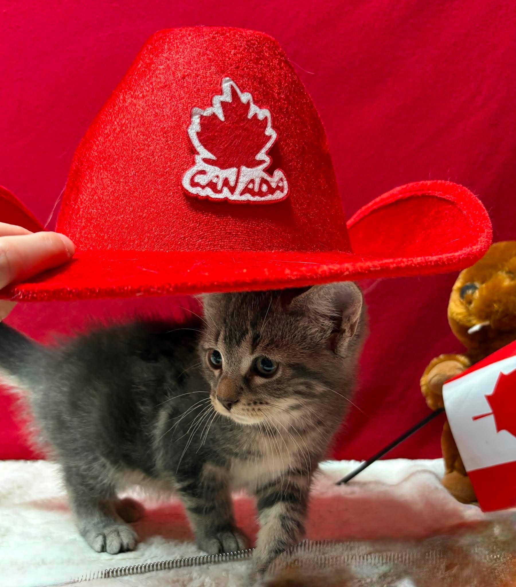 Enlarge CRAIG, an adopted Domestic Short Hair in Tillsonburg, ON image 1/3