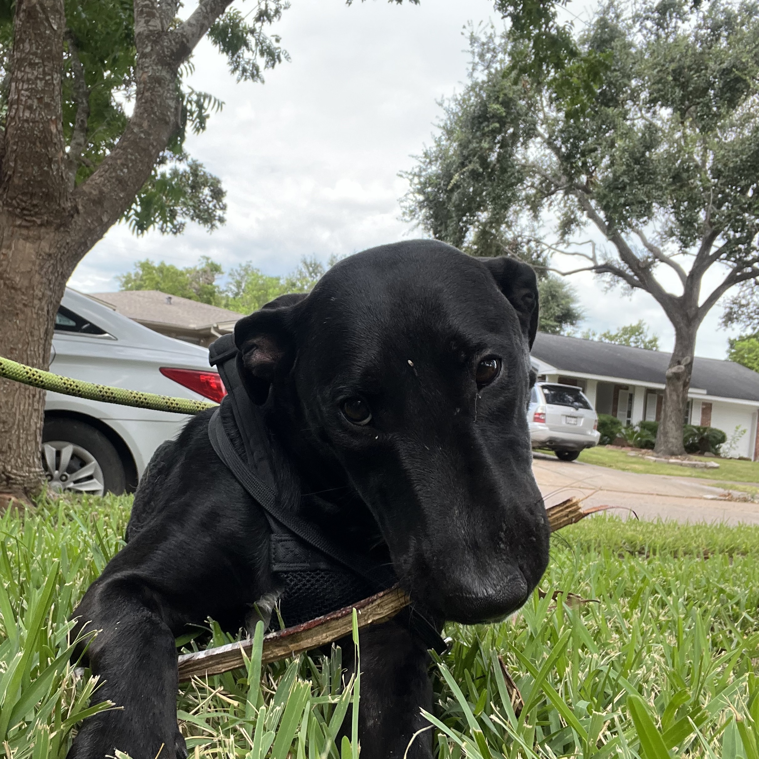 Dog for adoption Nyx, a Labrador Retriever Mix in Stowe, VT Petfinder
