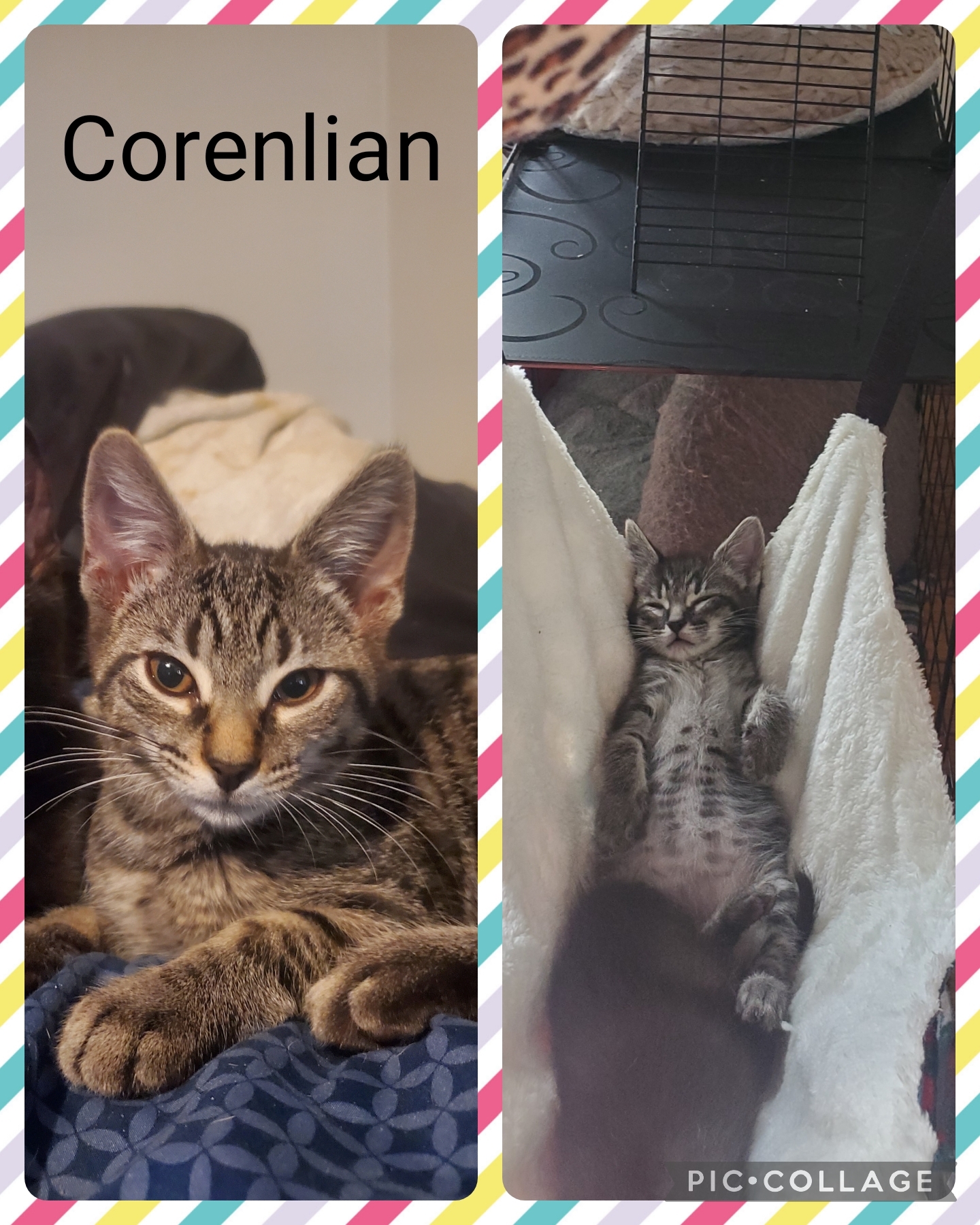 Cornelian, an adopted Domestic Short Hair in Newberg, OR_image-1