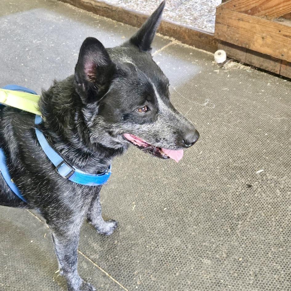 Noodle, a ADOPTABLE mixed breed in New York, NY image 3/5