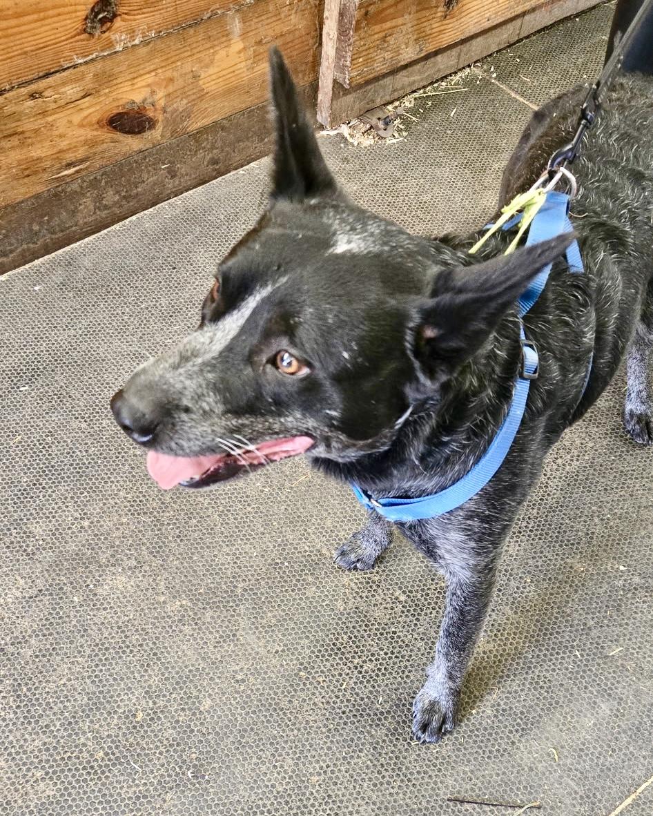 Noodle, a ADOPTABLE mixed breed in New York, NY image 4/5