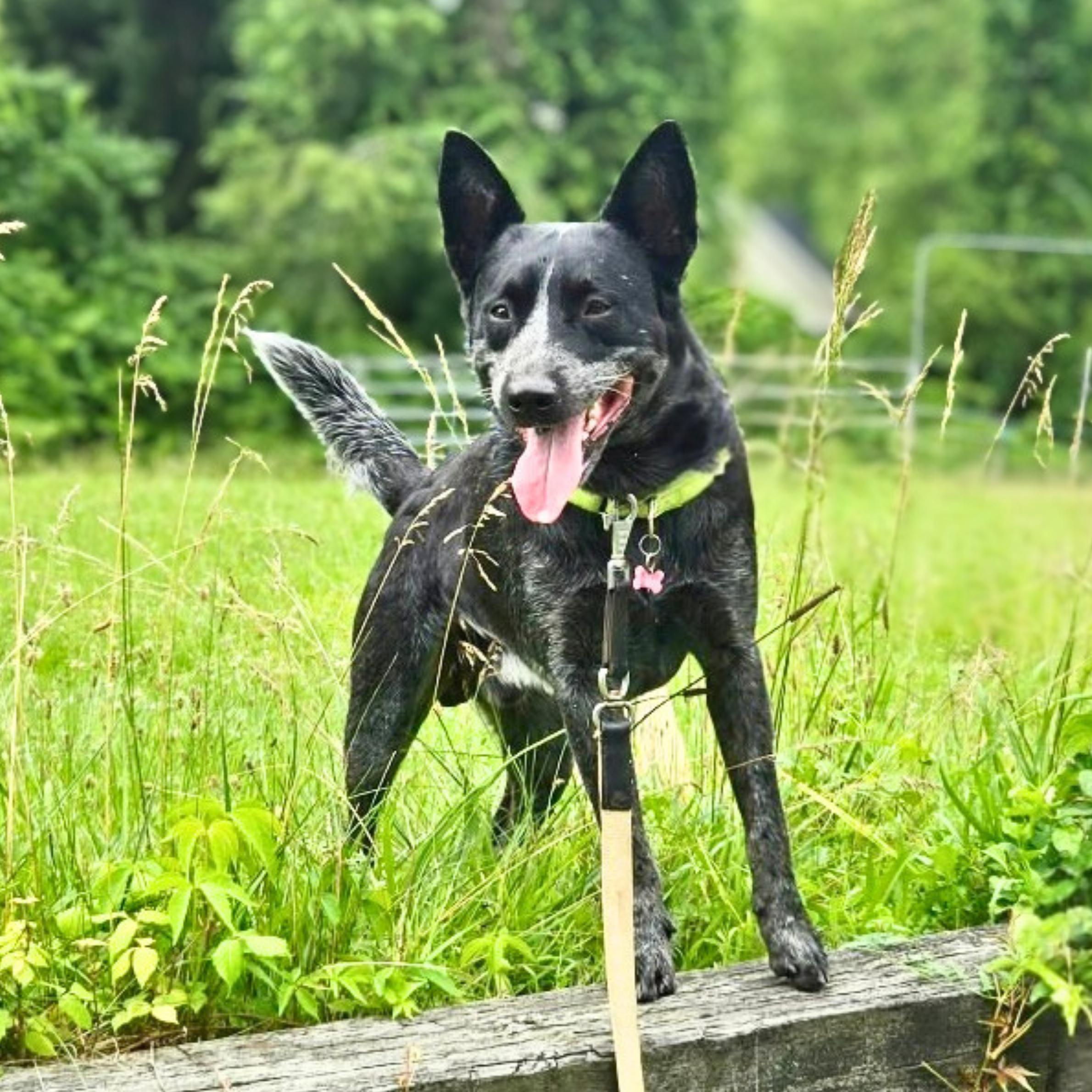 Noodle, a ADOPTABLE mixed breed in New York, NY image 1/5