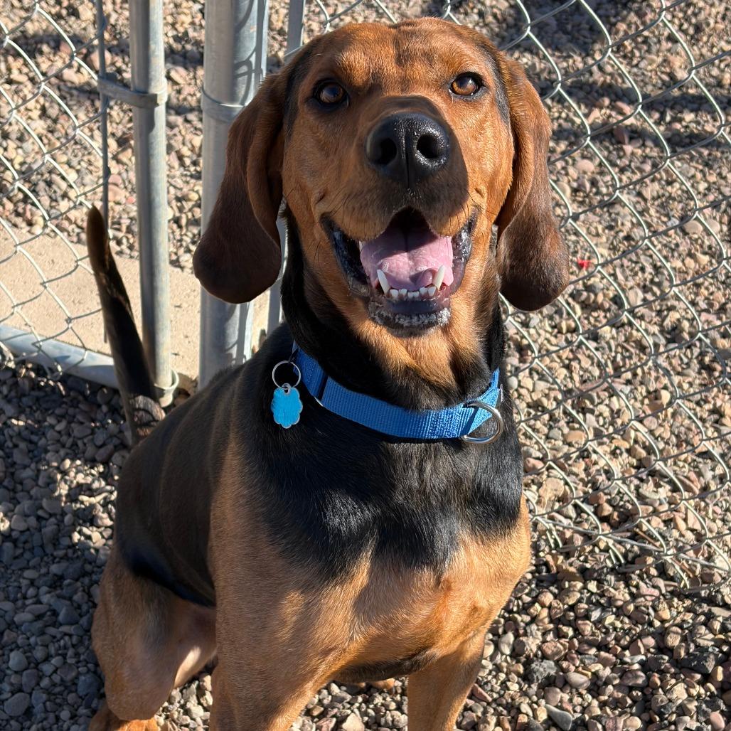 Tiger, Adoptable, Adult Male Coonhound.