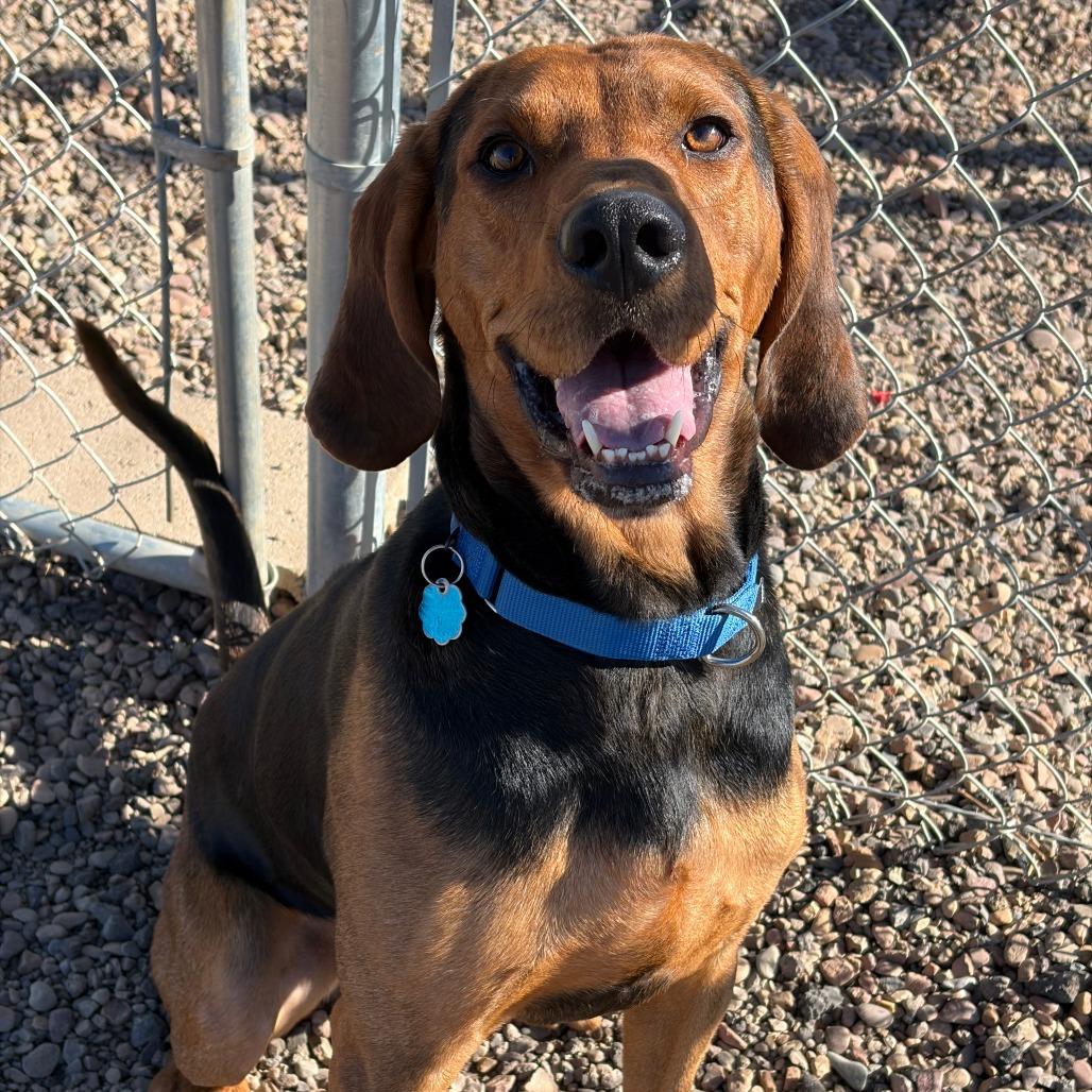 Enlarge Tiger, a Adoptable Coonhound in Show Low, AZ image 2/3