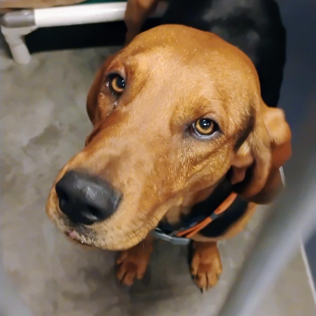 Enlarge Tiger, a Adoptable Coonhound in Show Low, AZ image 3/3