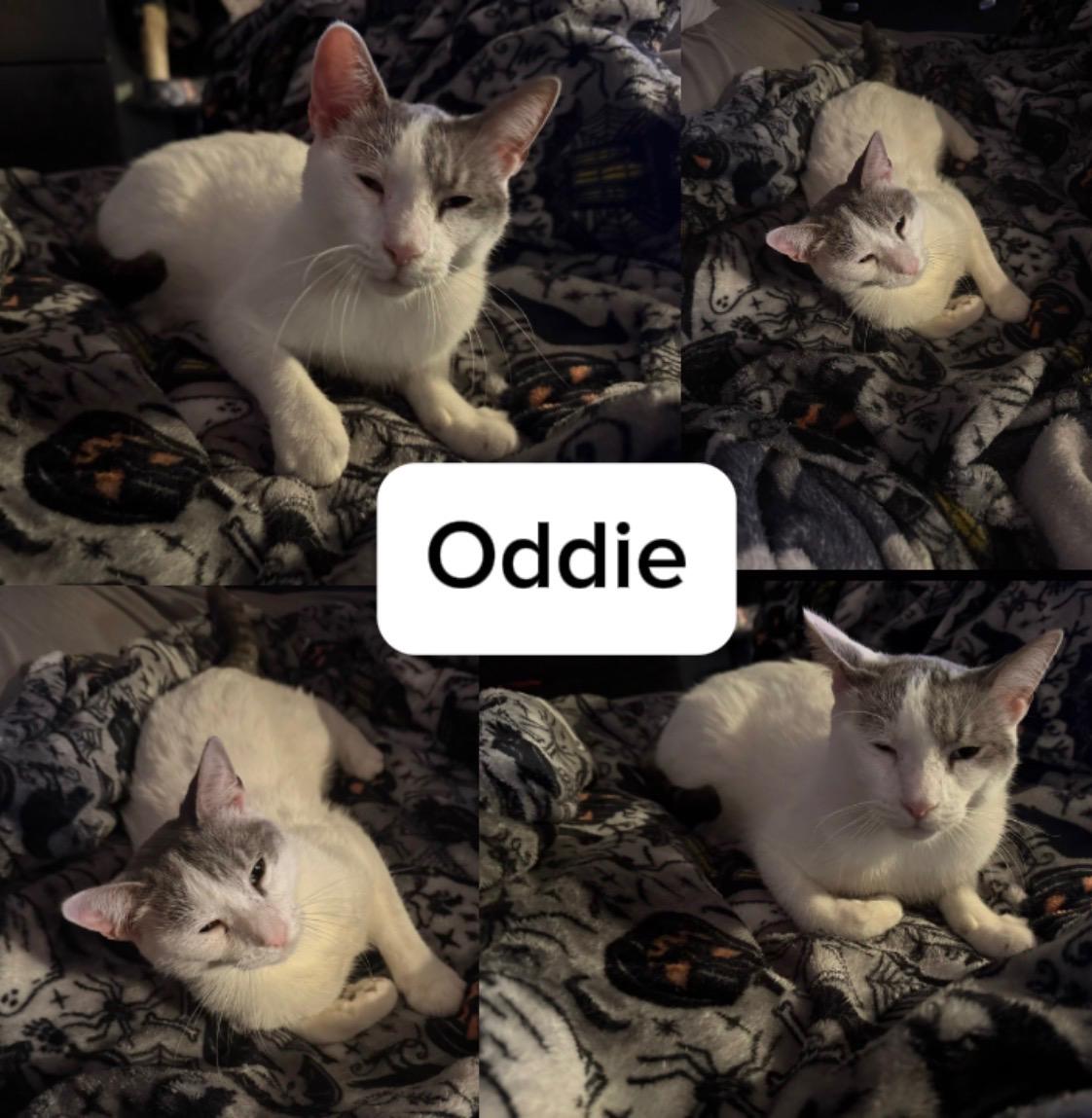 ODDIE, ADOPTABLE, Young Male Tabby.