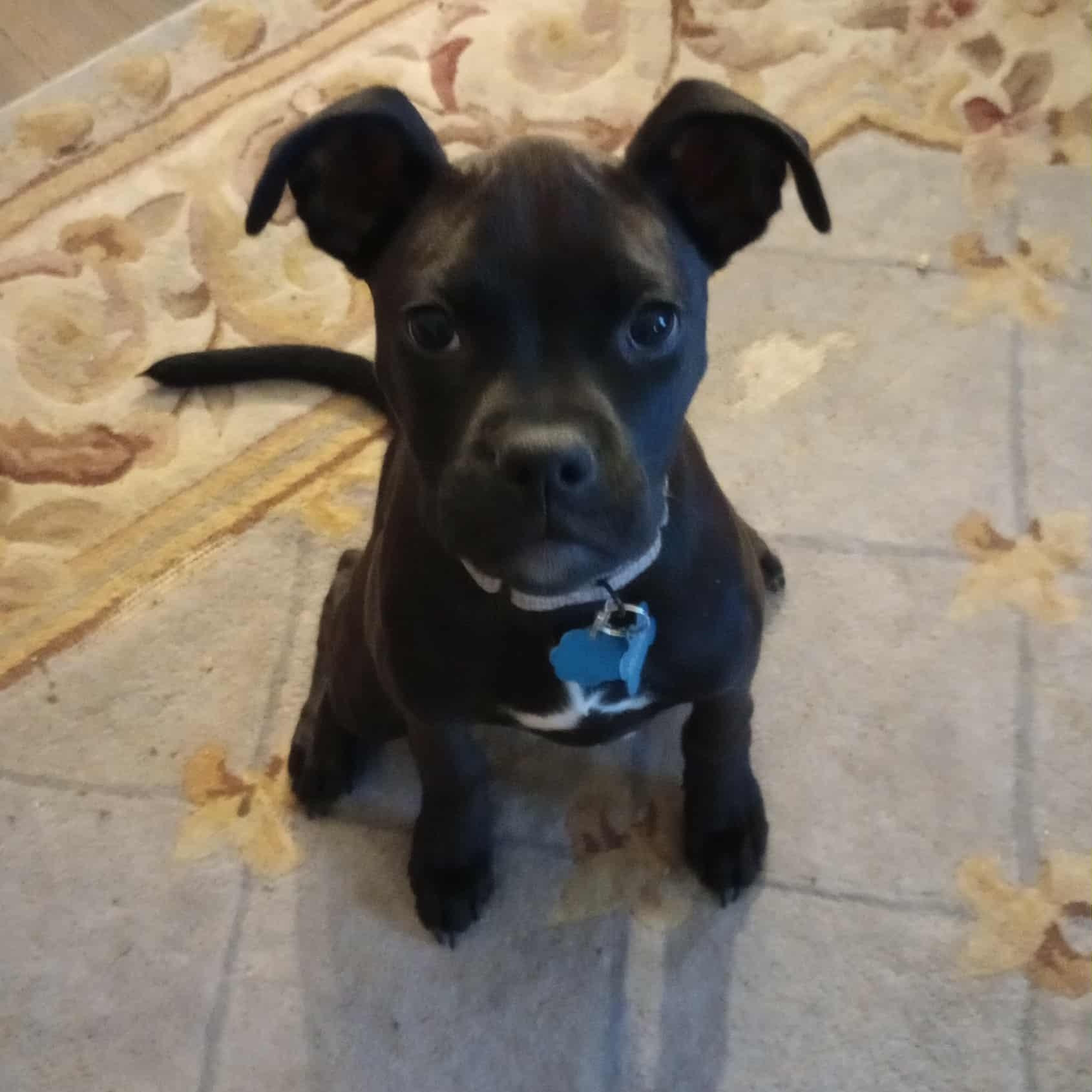 HART, a Adoptable mixed breed in Loveland, CO image 5/6