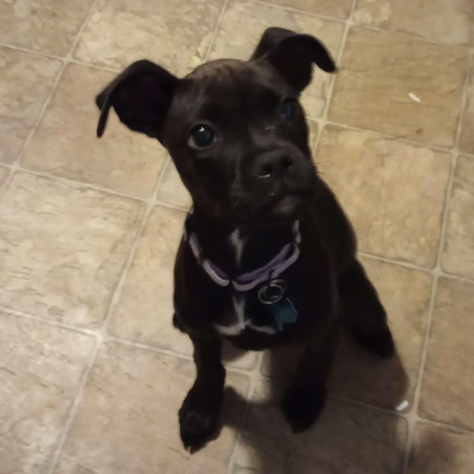HART, Adoptable, Puppy Female Boxer.
