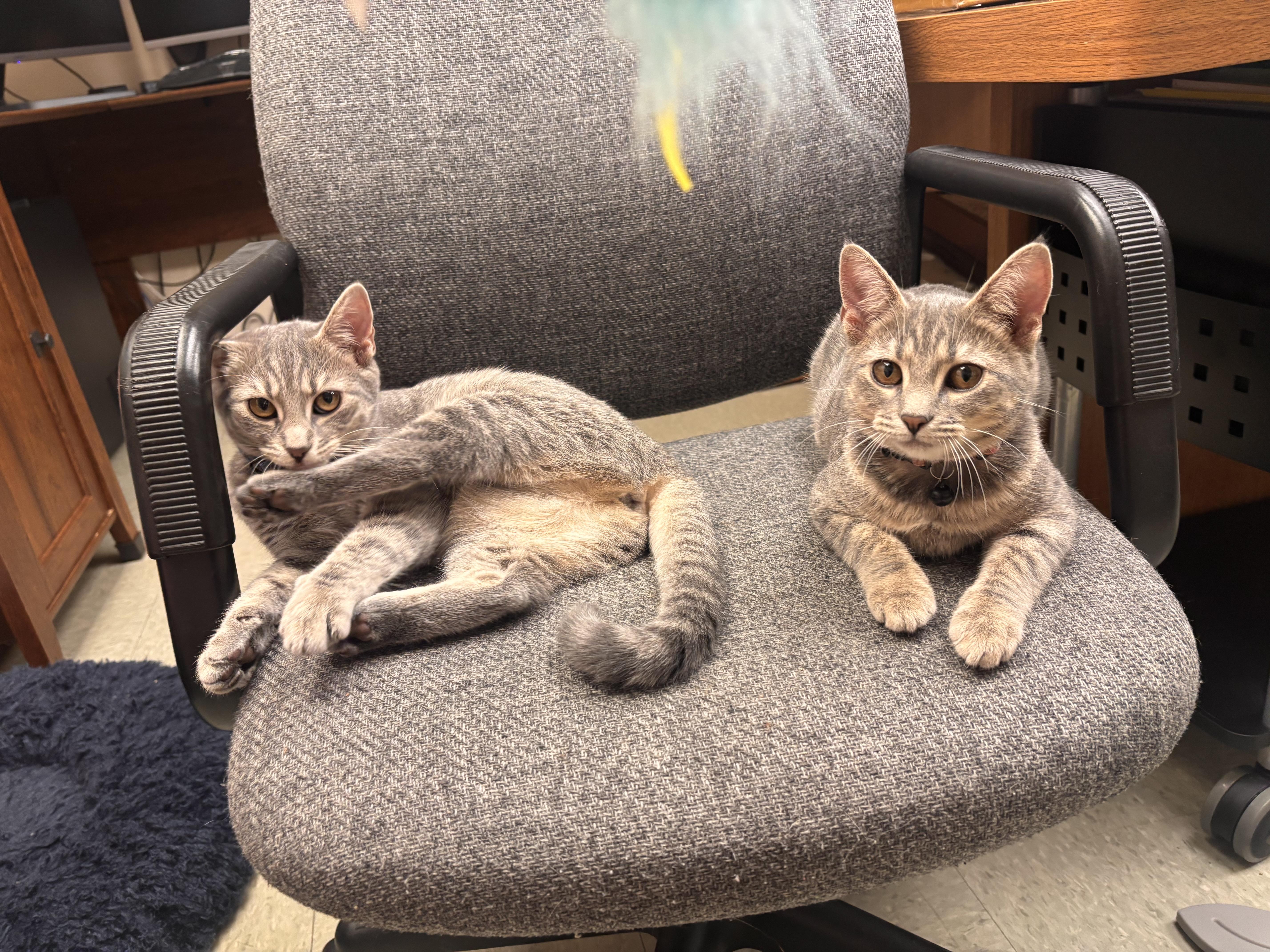 Enlarge Tina and Louise, a ADOPTABLE Domestic Short Hair in Knoxville, TN image 1/5
