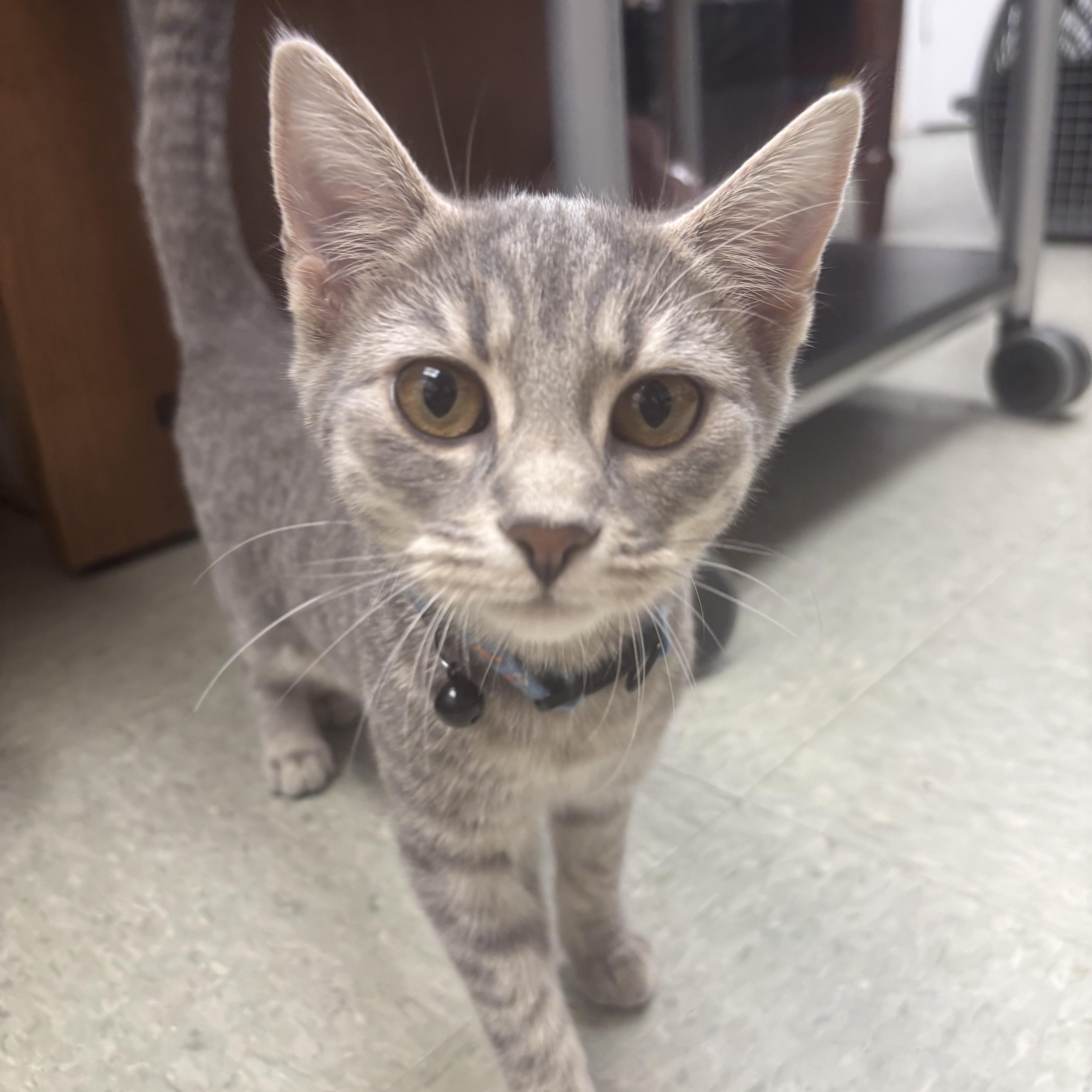 Enlarge Tina and Louise, a ADOPTABLE Domestic Short Hair in Knoxville, TN image 4/5
