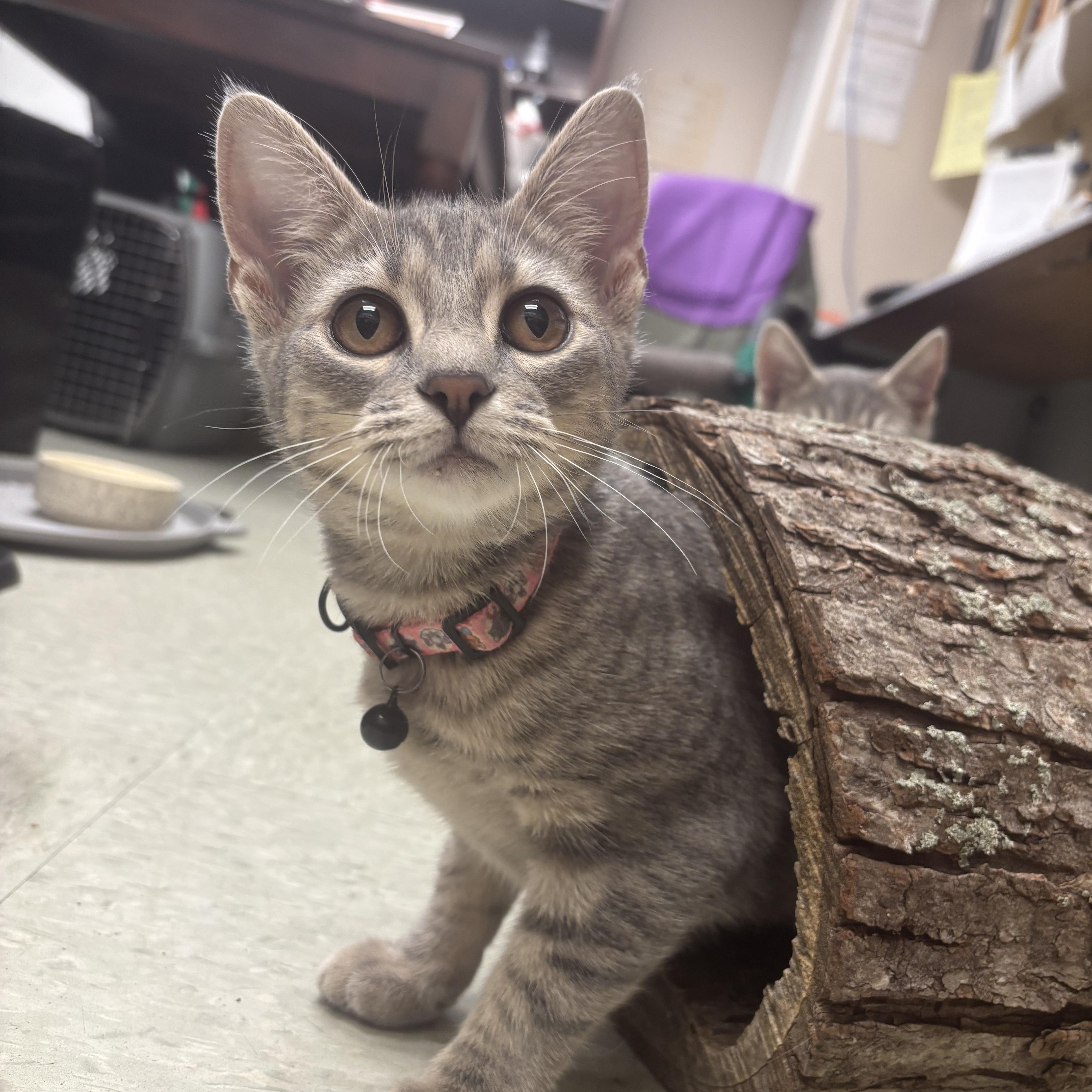 Enlarge Tina and Louise, a ADOPTABLE Domestic Short Hair in Knoxville, TN image 5/5