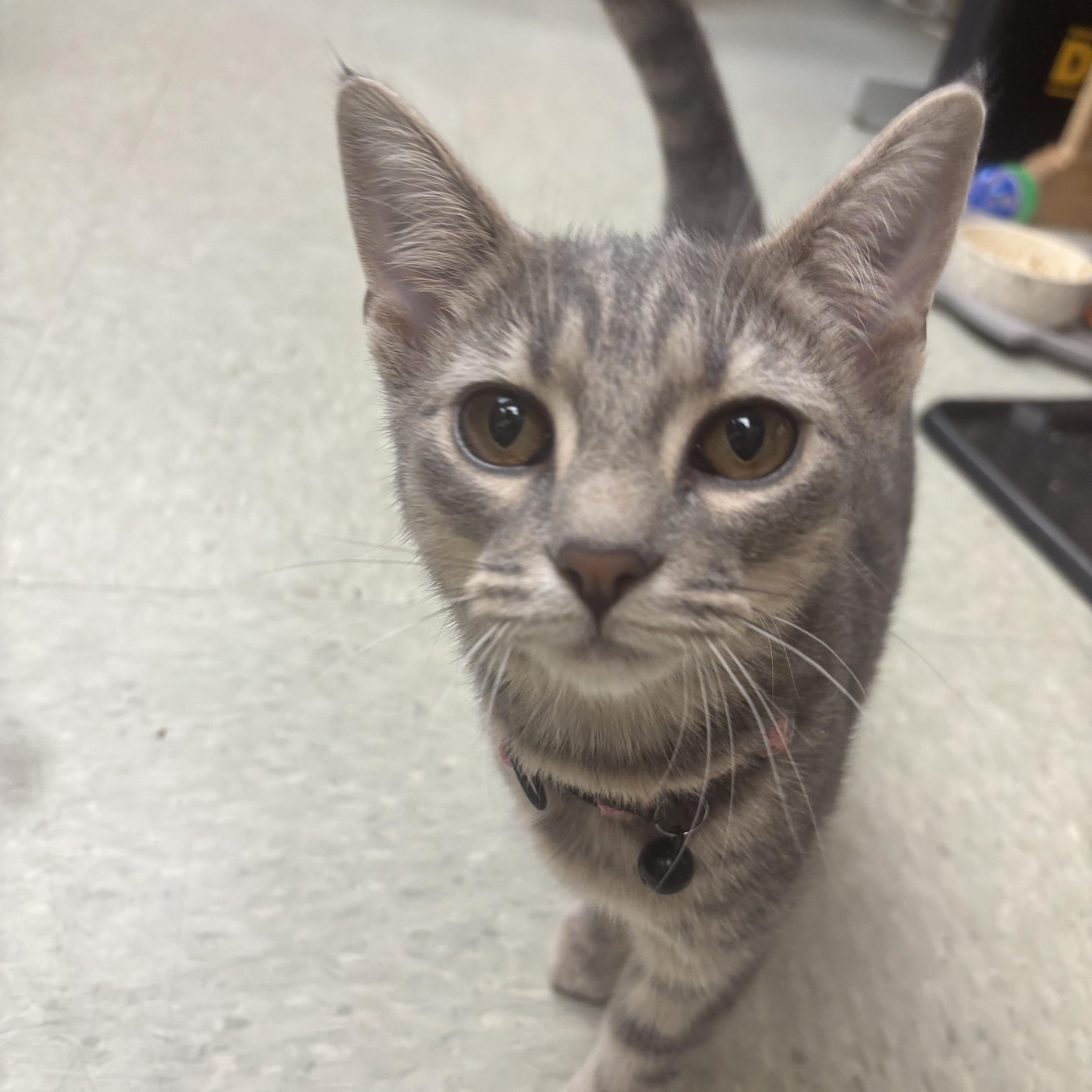 Enlarge Tina and Louise, a ADOPTABLE Domestic Short Hair in Knoxville, TN image 2/5