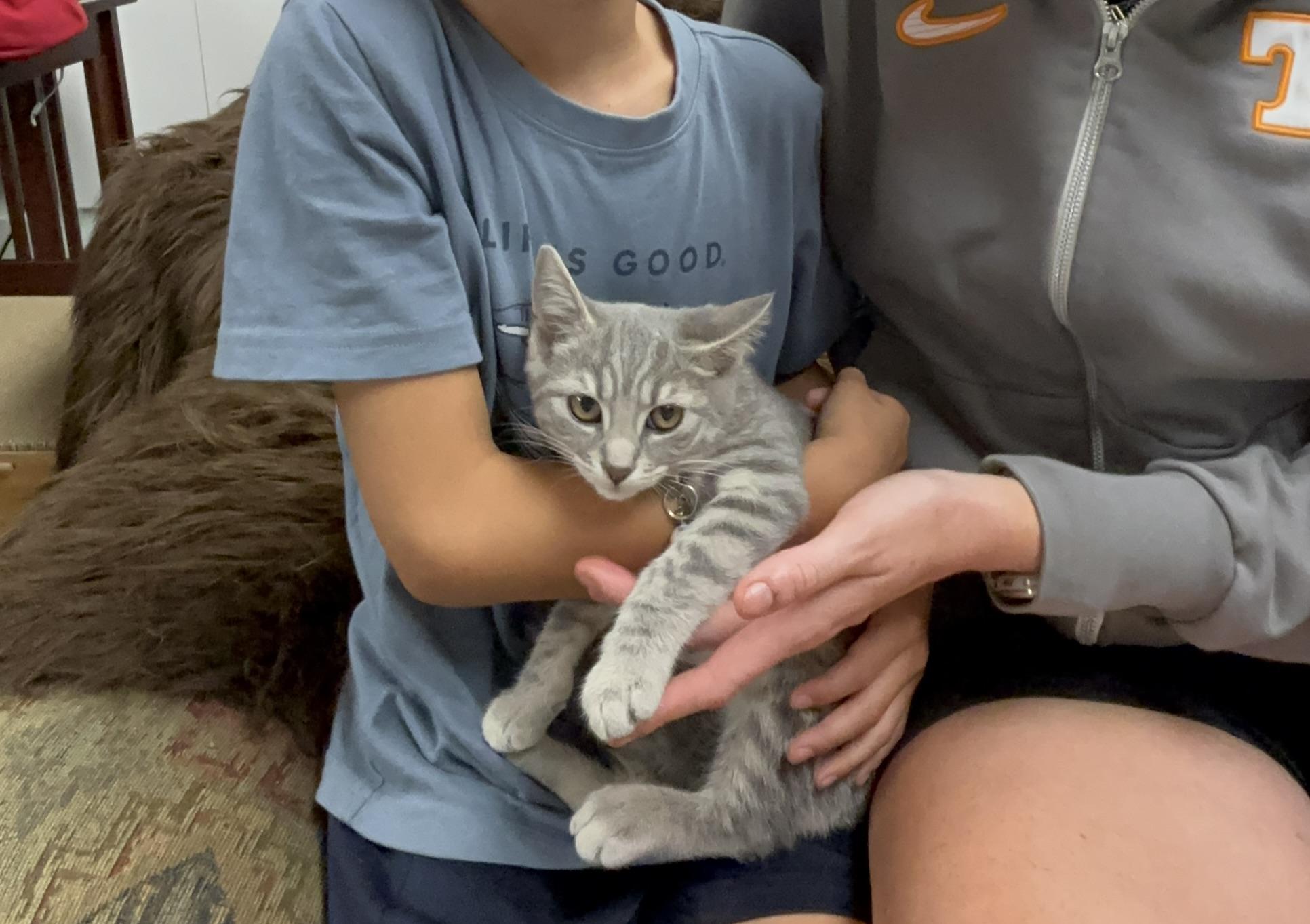 Enlarge Tina and Louise, a ADOPTABLE Domestic Short Hair in Knoxville, TN image 3/5