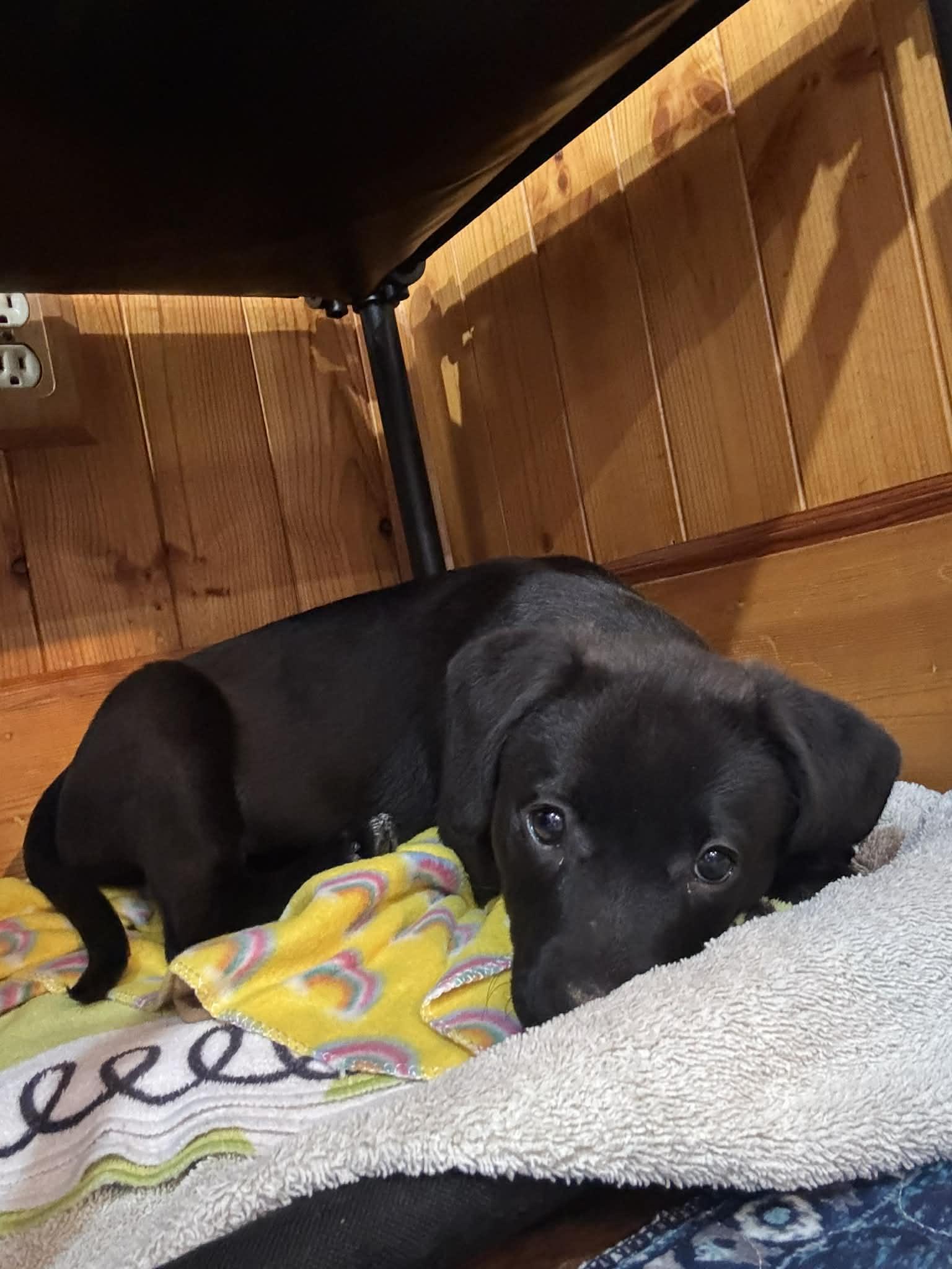 Poppie, Adoptable, Puppy Female Pit Bull Terrier & Labrador Retriever.