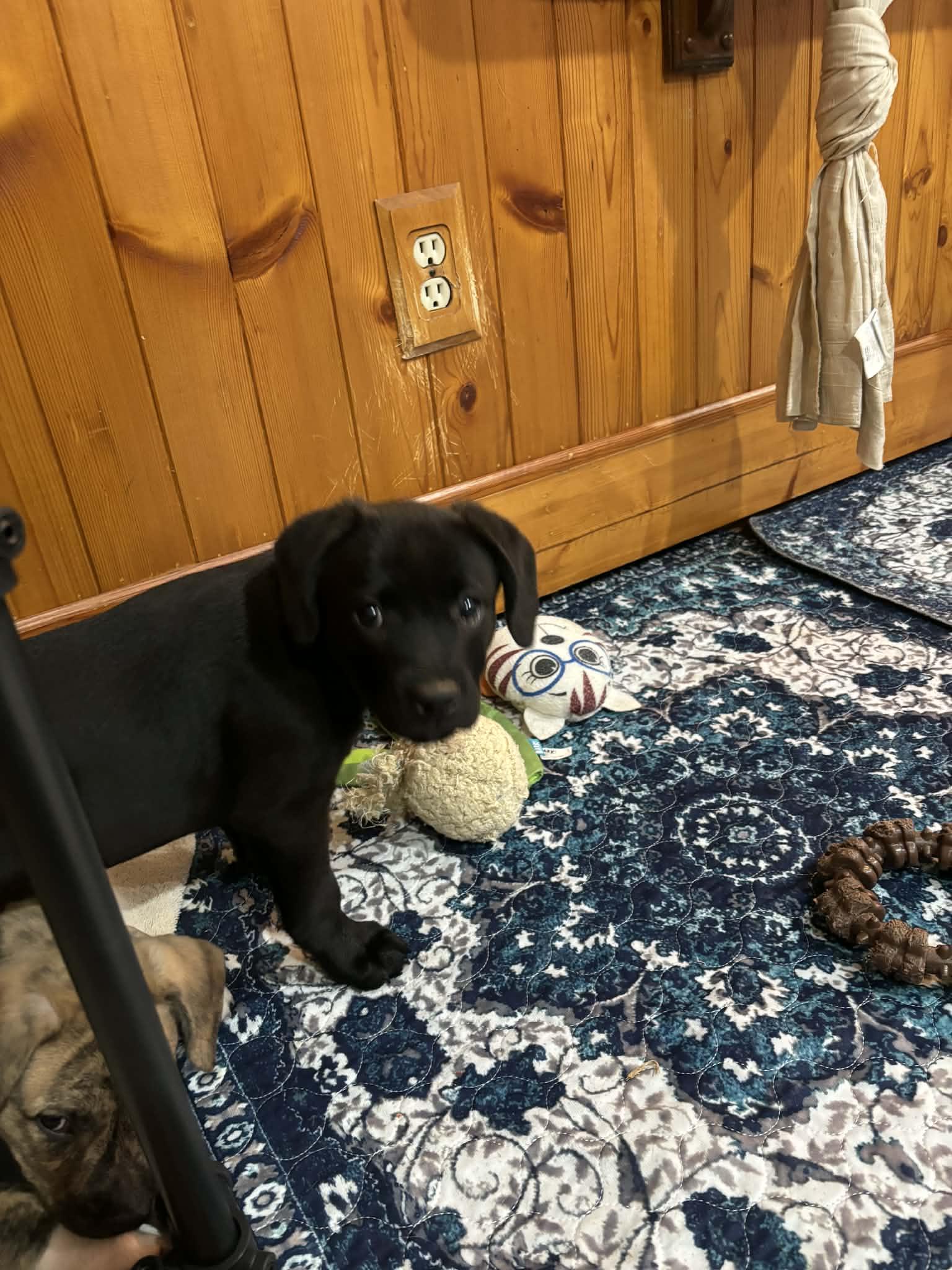 Poppie, a Adoptable mixed breed in Mechanicsburg, PA image 2/3